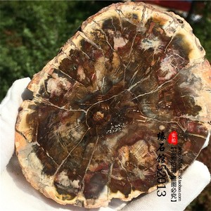 天然木化石切片木化玉原石奇石风景片矿物标本一物一图 阿里巴巴找货神器