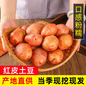 云南小土豆新鲜高山马铃薯红皮黄心土豆农家洋芋蔬菜10斤