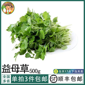 益母草新鲜蔬菜坤草野菜女性修养生理期需要潮汕煲汤炒菜当季500g