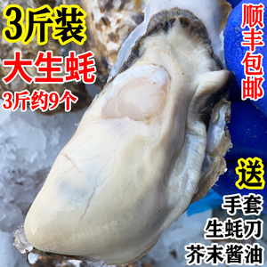 3斤装生蚝鲜活牡蛎海蛎子连云港海贝类海鲜烧烤送刀具调料包顺丰