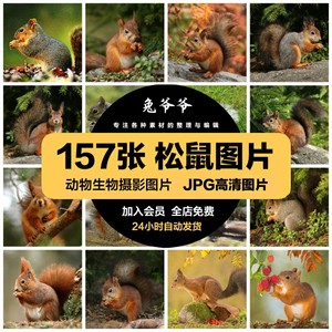 高清动物生物JPG图片可爱毛茸茸的松鼠美工设计喷绘打印合成素材
