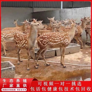 梅花鹿幼崽出售宠物活体成年观赏小鹿一对家养鹿小型梅花鹿活苗
