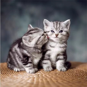 出售纯种美国短毛猫 美短加白宠物猫咪 折耳银虎斑起司猫活体幼猫