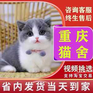 【重庆猫舍】蓝白蓝猫幼猫加菲猫金银渐层布偶猫咪活物矮脚宠物猫