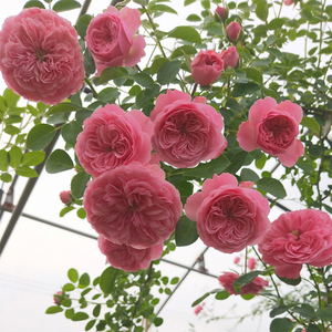 粉色达芬奇月季花苗爬藤大花浓香四季藤本蔷薇植物庭院玫瑰盆栽