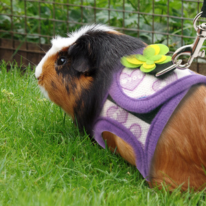 荷兰猪牵引绳幼兔牵引溜猪猪龙猫松鼠豚鼠胸背带牵引绳荷兰猪用品