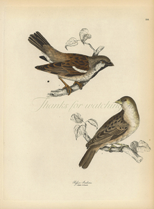 外国复古画芯 麻雀鸟类图鉴 1820年代古董上色铜版画西洋博物装饰