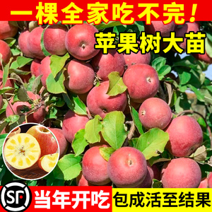 苹果树果苗红富士盆栽矮化树苗南北方庭院种植嘎啦糖心丑平果树苖