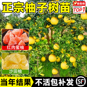 柚子树苖红心红肉蜜柚嫁接苗沙田柚果树果苖南方北方种植当年结果