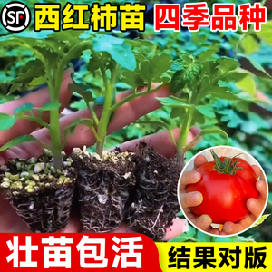 西红柿苗秧普罗旺斯沙瓤矮生大番茄苗老品种蕃茄种孑子盆栽蔬菜苗