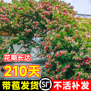 使君子爬藤植物大花苗重瓣带花苞水君子庭院阳台耐热花卉绿植驱蚊