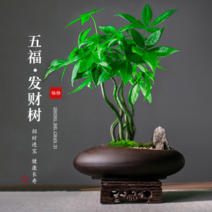 五福发财树小盆栽绿植办公桌植物茶几好养招财树中式禅意盆景摆件