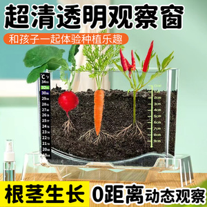 儿童种植小盆栽小学生植物生长观察盒桌面绿植室内发芽蔬菜花种子