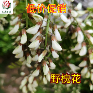 24年新鲜野生洋槐花沂蒙山槐花骨朵儿现摘槐花茶干品槐花野菜包邮