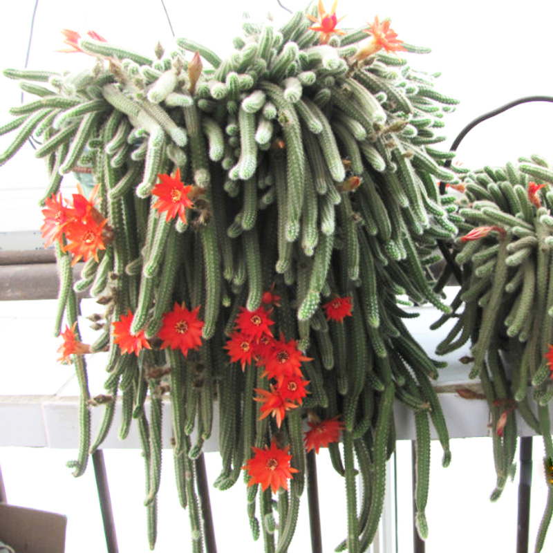 多肉植物仙人球毛毛虫白檀花苗金手仙人指微型盆栽防辐射吊兰花卉
