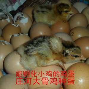 庄河大骨鸡种蛋 农家散养土鸡蛋 笨鸡蛋 溜达鸡蛋 种蛋 农家鸡蛋