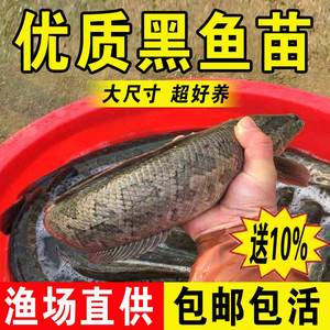 黑鱼苗淡水养殖食用活体路亚特大乌鳢生财鱼冷水观赏小鱼苗乌鱼苗