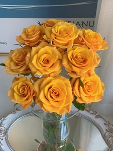 辉煌玫瑰稀有品种大花室内装饰水养瓶插花鲜切花全店任意两束包邮