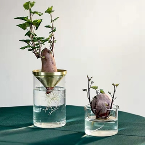 日式水养植物玻璃花瓶风杏子多肉牛油果核水培透明办公室桌面摆件