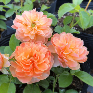 杏色露台 月季花苗藤本爬藤绿植玫瑰室内花卉盆栽蔷薇观花植物 阿里巴巴找货神器 杏色露台 月季花苗藤本爬藤绿植玫瑰室内花卉盆栽蔷薇观花植物 阿里巴巴找货神器