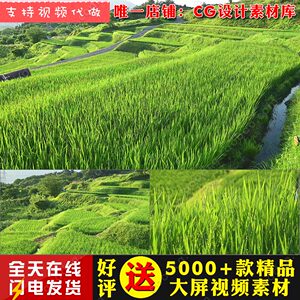 k1548乡村农业水稻田麦穗禾苗梯田农村发展诗歌朗诵比赛视频素材