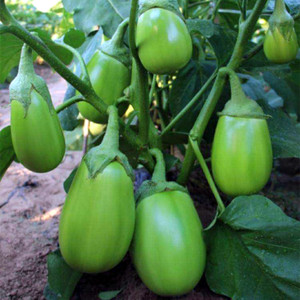 大青茄种子孑西安绿茄子旱青茄高产早熟耐高温菜园阳台种菜籽四季