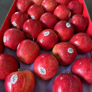 【北京当日达】新西兰苹果进口嘎啦果加力果整箱12粒包邮新鲜水果