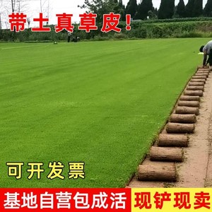 带泥土真草皮马尼拉四季青果岭草草坪绿植草坪庭院别墅绿化植物