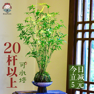 米竹水培苔藓球植物室内盆栽微观盆景凤尾竹观音竹观赏竹子小米竹