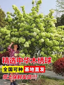 中华木绣球树苗大花斗球苗木本绣球琼花树苗庭院地栽盆栽绣球花苗