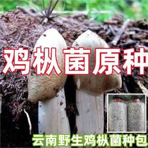 云贵川鸡枞菌籽种子高产菌菇伞把菇菌包三塔菌食用栽培种鸡枞菌种