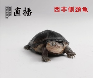 西非龟宠物活体卖龟直播金龟小王八稀有宠物龟深水吃粪龟混养冷水