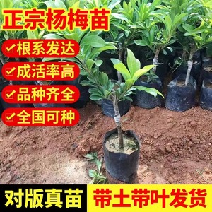 杨梅树苗嫁接早熟迟熟特大东魁黑炭六月杨梅带土带叶南北方果树苗