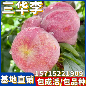 三华李子树苗正宗嫁接特大早熟南北方广东钱排红心果树种植新品种