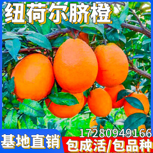 纽荷尔脐橙苗南北方庭院地栽种植盆栽嫁接柑橘橙子树带果当年结果