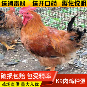 快大型K9肉鸡种蛋受精蛋可孵化小鸡882鸡种蛋高质量破损包赔
