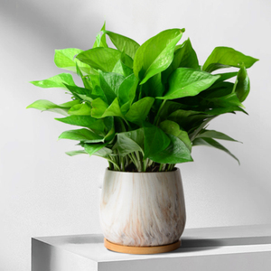 简约创意绿萝带根好养盆栽家用客厅绿箩办公室桌面茶几易养