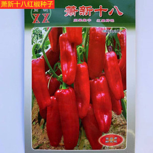 萧新十八红椒种子粗长牛角不易发软果硬高产蔬菜基地