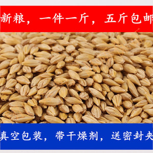 新带壳大麦粒精品鸟粮大麦苗种子大麦茶麦芽糖一斤价格五斤包邮