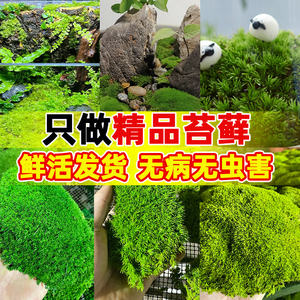 吸水石上水石盆景盆栽装饰青苔苔藓孢子粉种籽微景观植物鲜活铺面