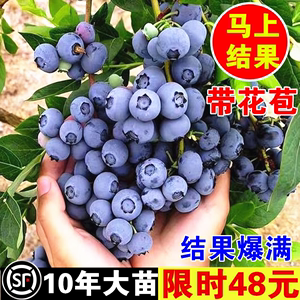 蓝莓树果苗南方奥尼尔北方种植组培125蓝莓苗盆栽蓝梅树树苗带果