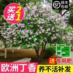 丁香花树苗盆栽阳台庭院浓香室内外四季花卉耐寒植物欧洲丁香花苗