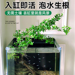 水杨梅植物老桩矮绿植水培原生缸室内室外飘枝鱼缸微造景溪流过滤