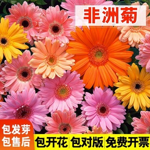 进口非洲菊种子扶郎花菊花种籽阳台盆栽四季景观绿化植物花卉种孑