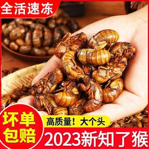 2023年新鲜知了 猴爬叉猴山东特产速冻金蝉爬叉龟蛹营养美味食用