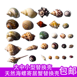 天然贝壳海螺寄居蟹替换壳备用专用壳卷鱼贝鱼缸水族摆件装饰品大