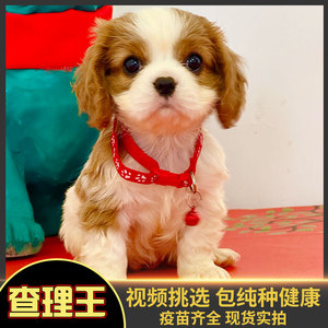 北京查理王小猎犬实体犬舍两色三色纯种多只可随时上门挑选