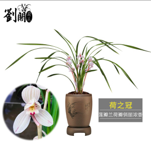 刘阁兰花苗 莲瓣兰经典荷瓣 荷之冠冬带花苞出售浓香花卉绿植盆栽