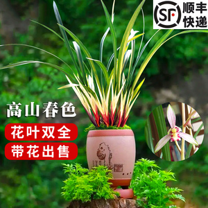 刘阁 建兰花叶双绝高山春色 现带大芽室内花卉绿植兰花盆栽带花苞