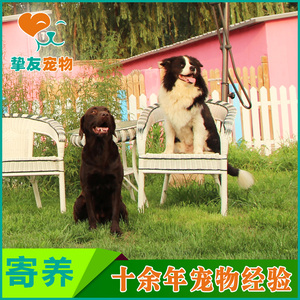 挚友宠物◆北京专业狗狗寄养托管 不关笼子散养 空调暖气单间接送